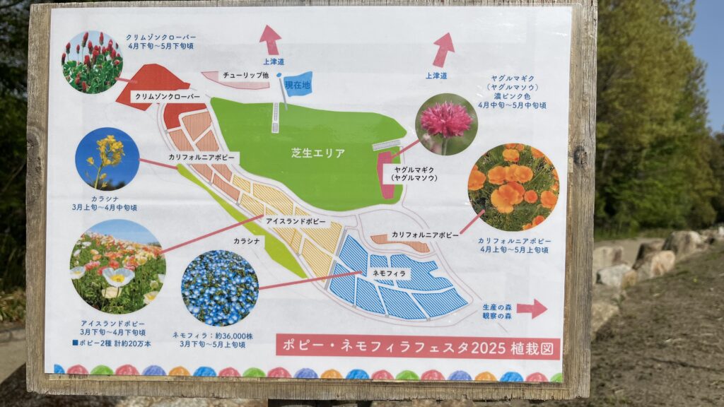 2025年ポピー・ネモフィラフェスタ植栽図です。
