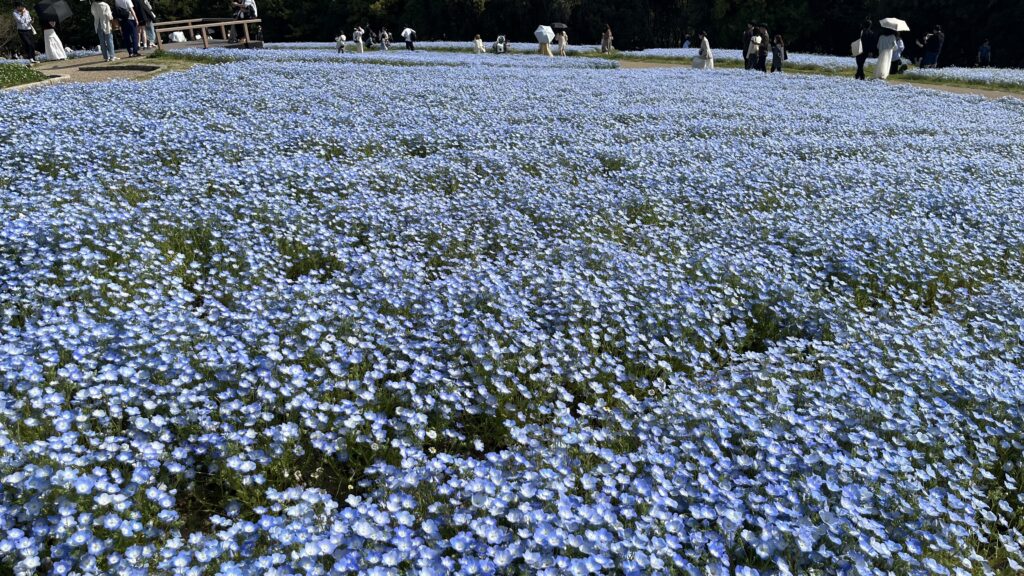 「花の丘」エリアで咲いているネモフィラです。
