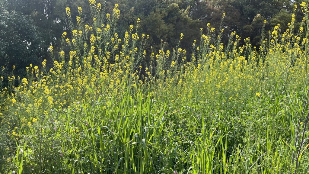 「花の丘」エリアで咲いているカラシナです。