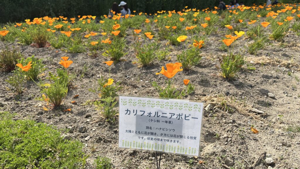 「花の丘」エリアで咲いているカリフォルニアポピーです。