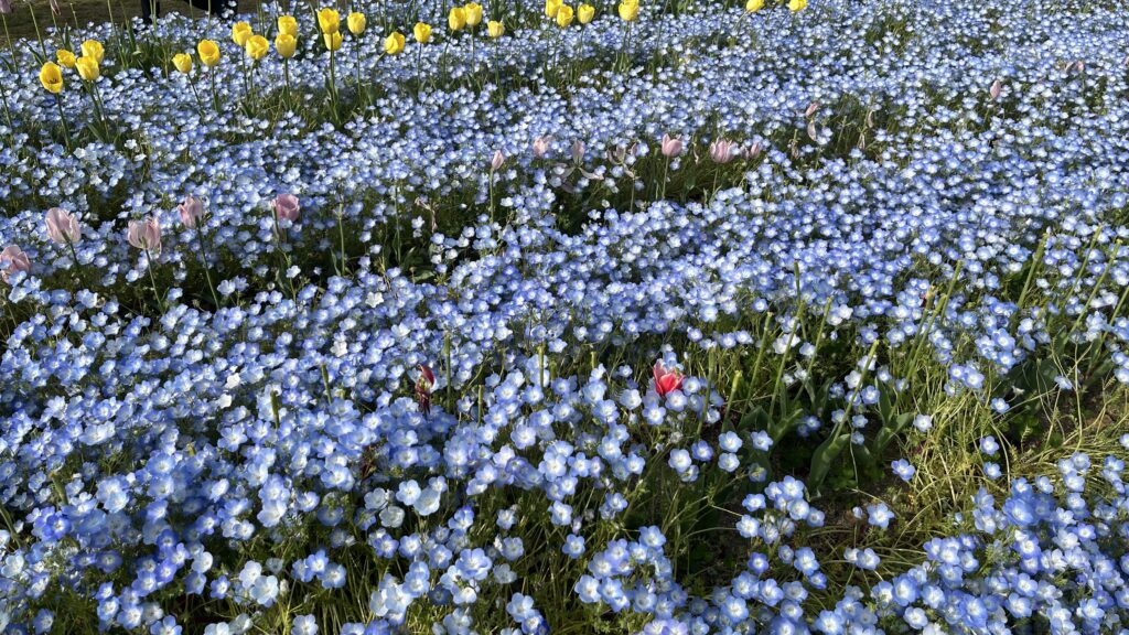 「チューリップの花園」で咲いているネモフィラです。