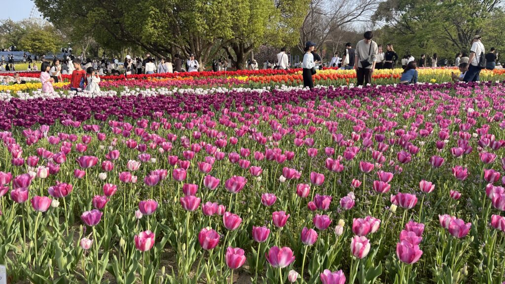「チューリップの花園」で咲いているチューリップ(その1)です。