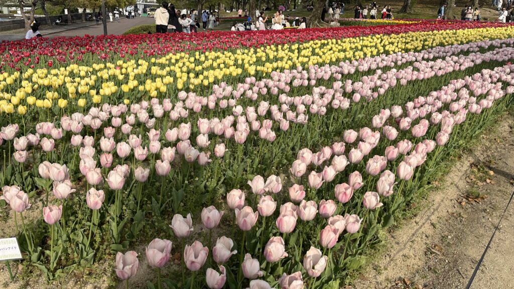 「チューリップの花園」で咲いているチューリップ(その3)です。
