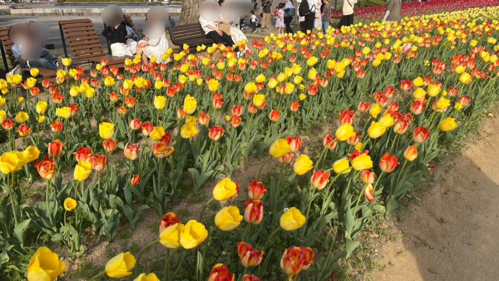 「チューリップの花園」で咲いているチューリップ(その2)です。