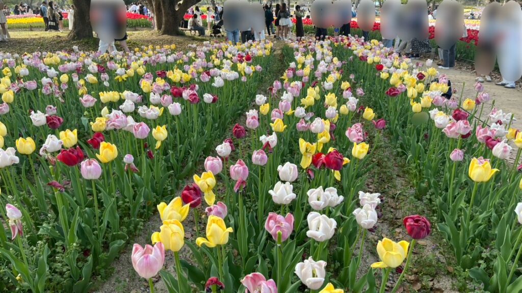 「チューリップの花園」で咲いているチューリップ(その4)です。