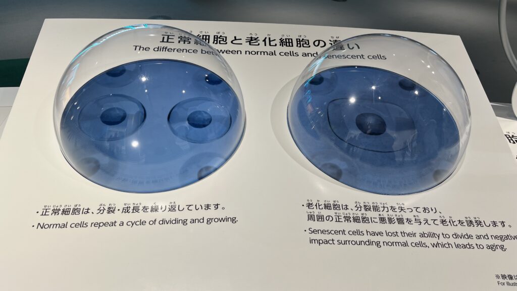 ミライのヘルスケア内で紹介されている正常細胞と老化細胞の違いです。