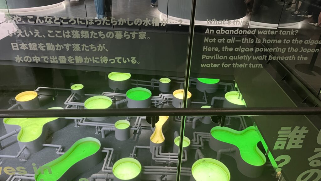 ボツリオコッカスという緑藻を育てている水槽です。
