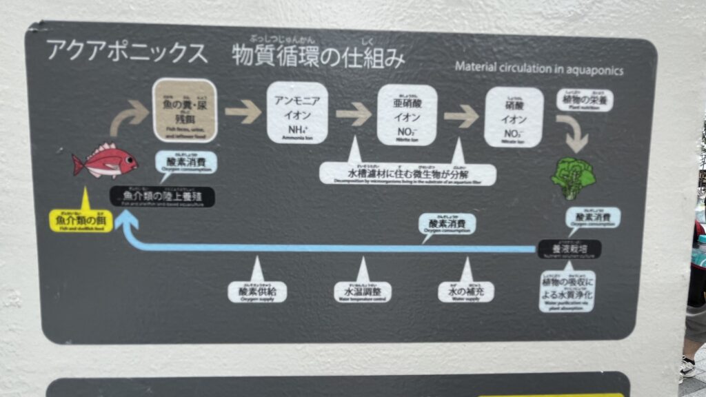 アクアポニックスの物質循環の仕組みです。