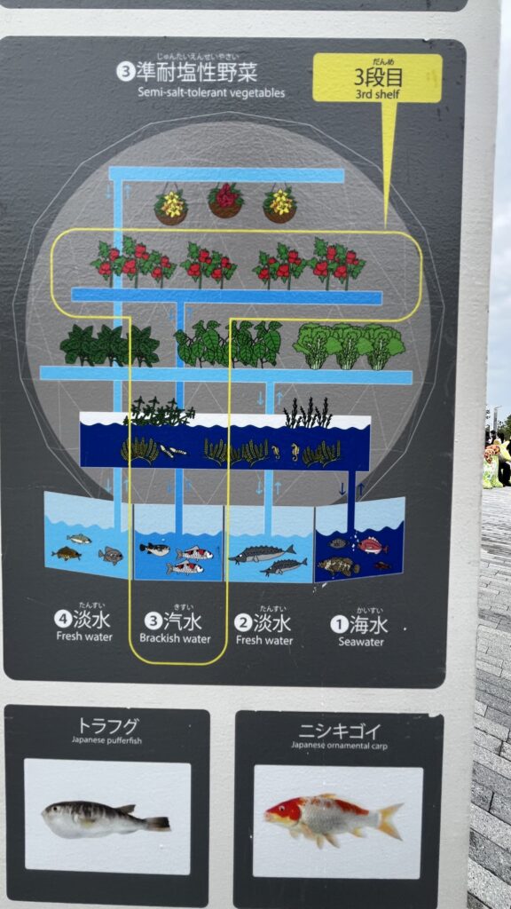 水槽の塩分濃度の違いとそれに対応する水耕栽培の植物の組み合わせの例②です。