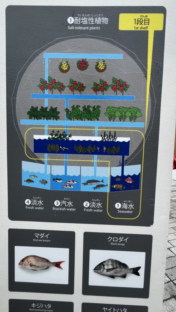 水槽の塩分濃度の違いとそれに対応する水耕栽培の植物の組み合わせの例①です。